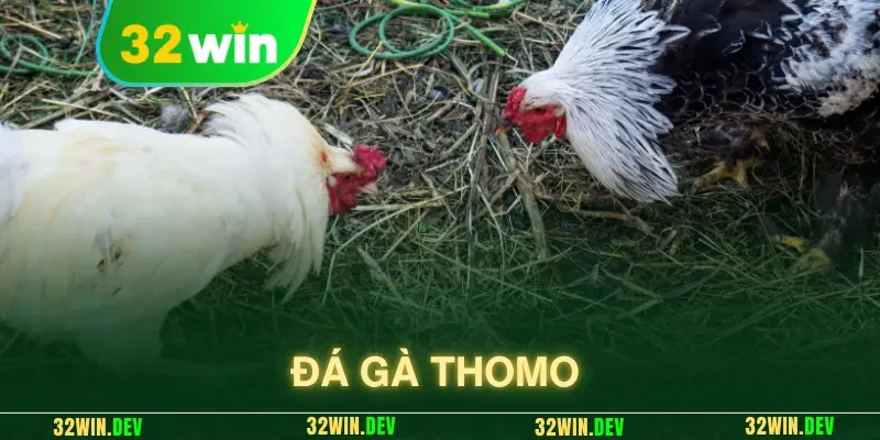 đá gà thomo
