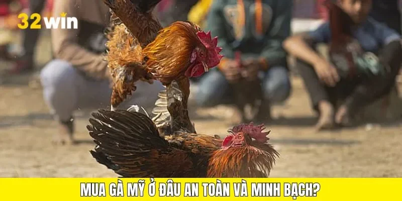 Mua gà mỹ ở đâu an toàn và minh bạch?